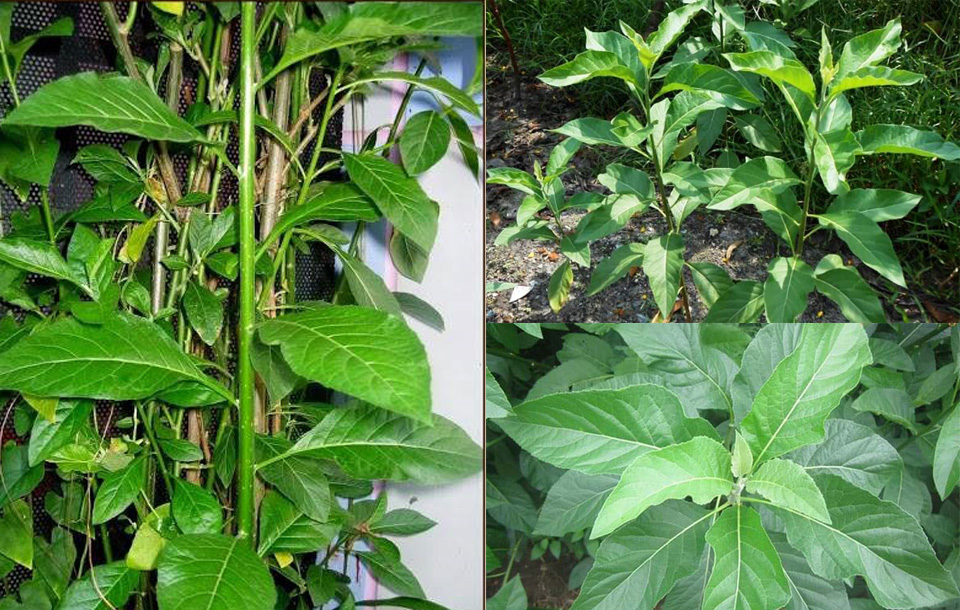 Cây mật gấu