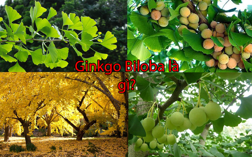 Ginkgo Biloba là gì?