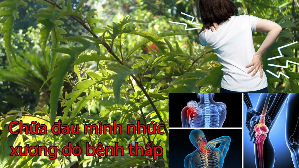 Chữa đau mình nhức xương do bệnh thấp