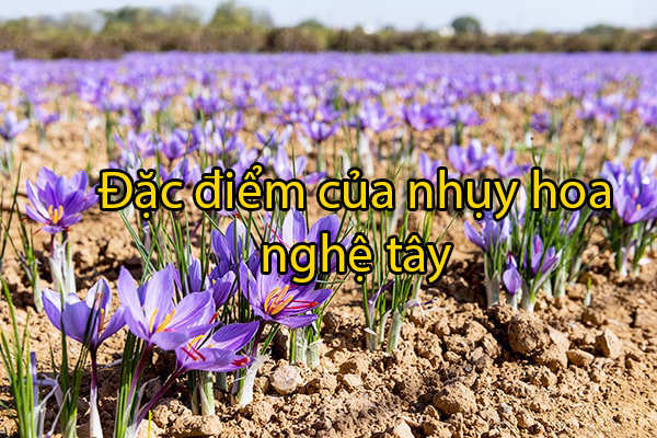 Nhụy hoa nghệ tây