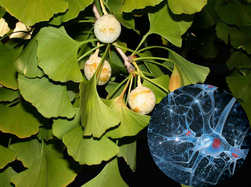 Công dụng của Ginkgo Biloba