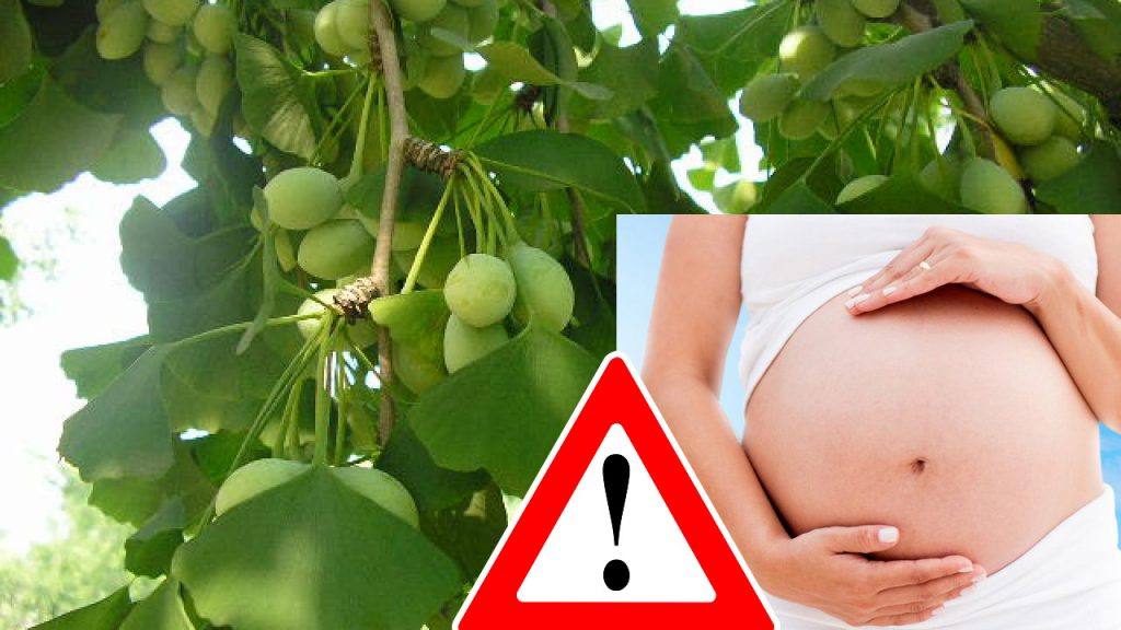 Phụ nữ mang thai không nên sử dụng Ginkgo Biloba
