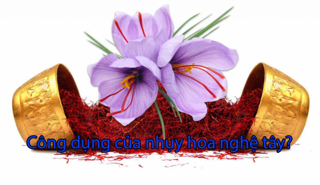 Công dụng của nhụy hoa nghệ tây?