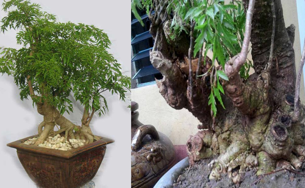 Nguồn gốc cây đinh lăng
