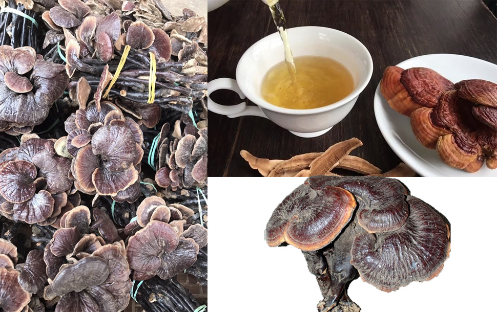 Cách sử dụng