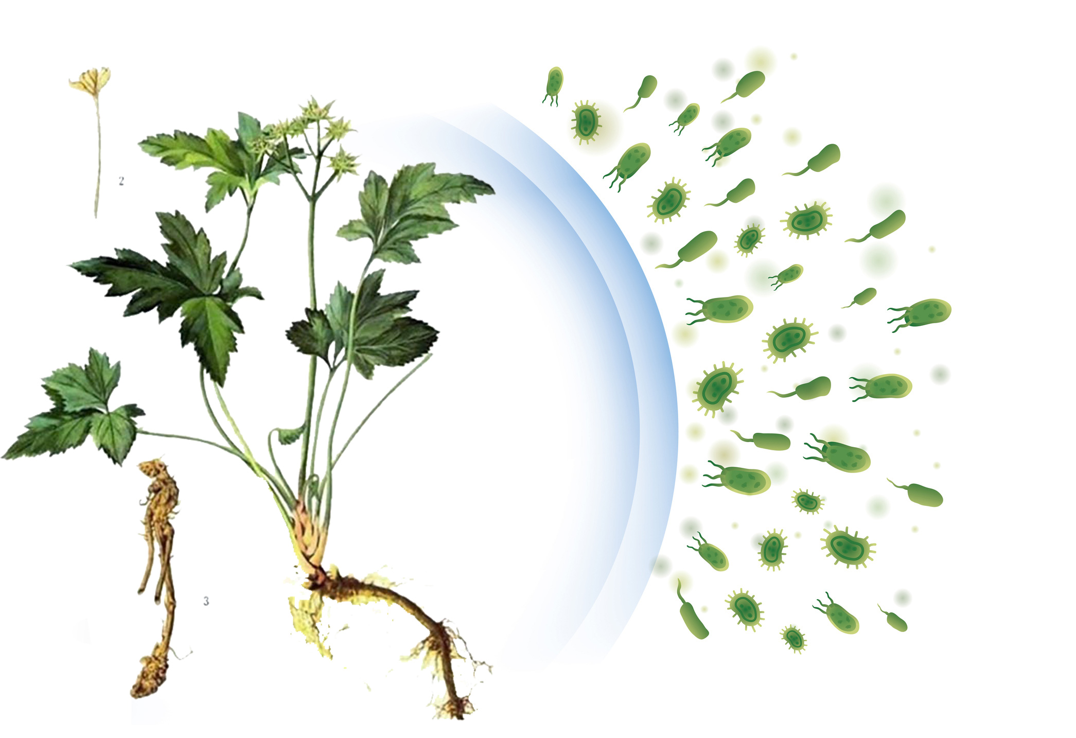 Tác dụng kháng khuẩn