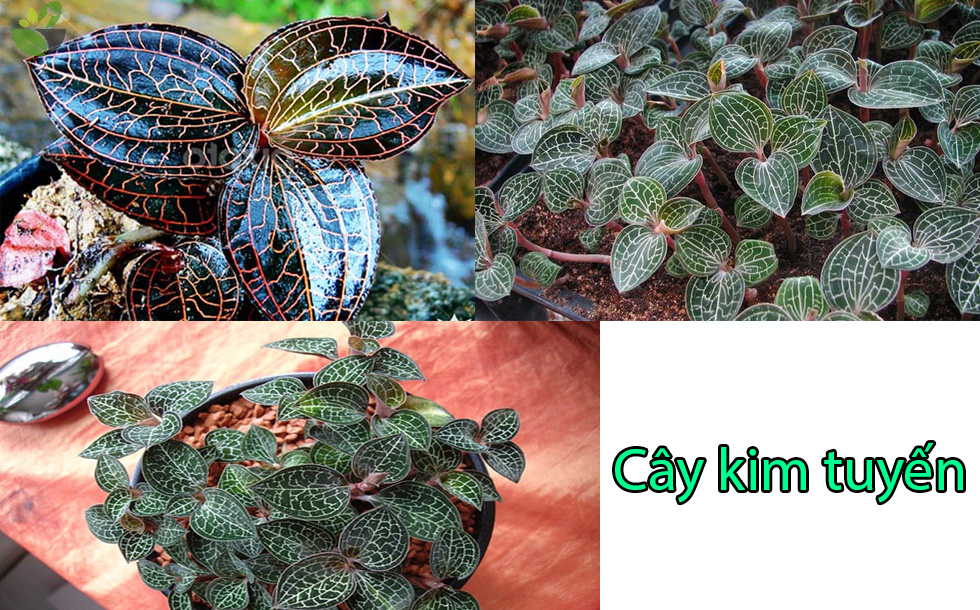 Cây kim tuyến