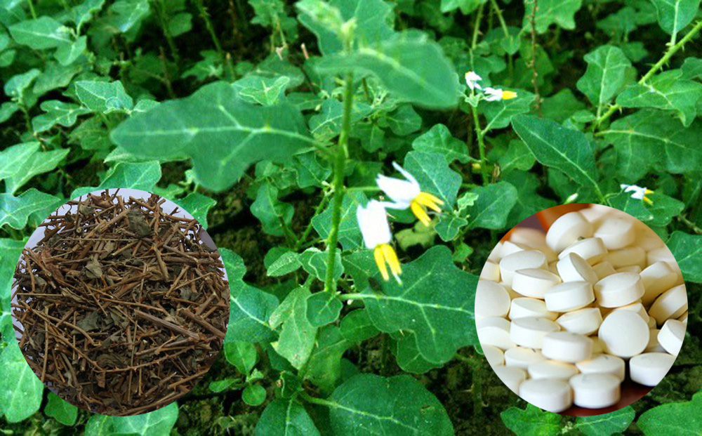 Nguyên liệu cà gai leo