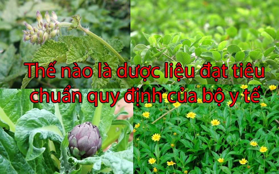 Phương pháp đánh giá dược liệu là gì?
