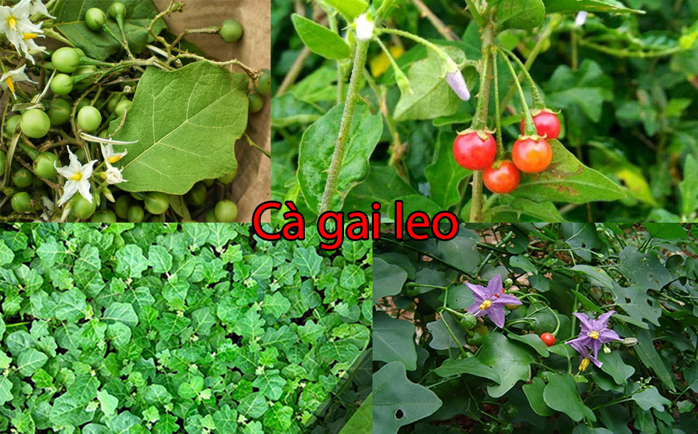 Cà gai leo là gì?