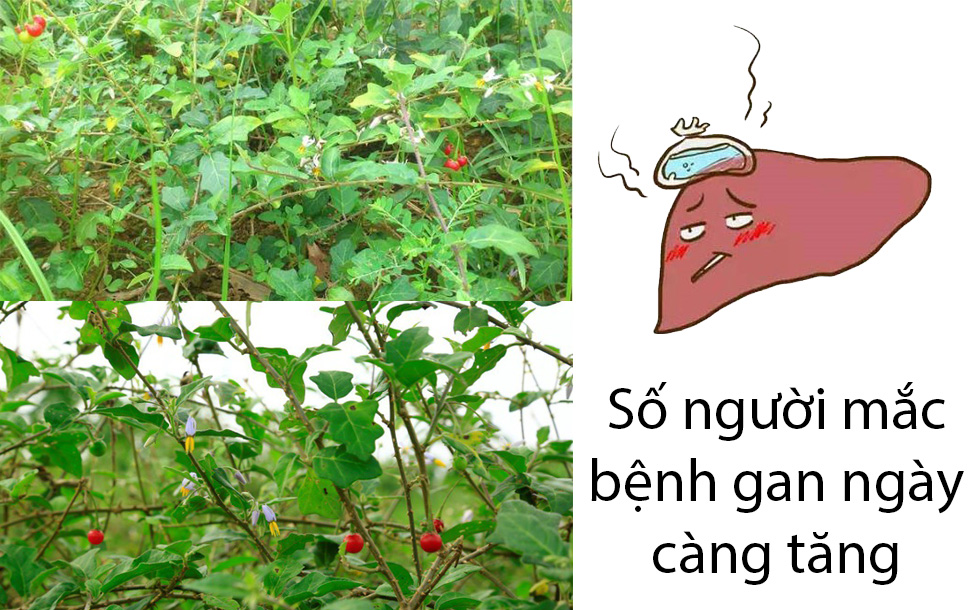 Nhu cầu sử dụng cà gai leo