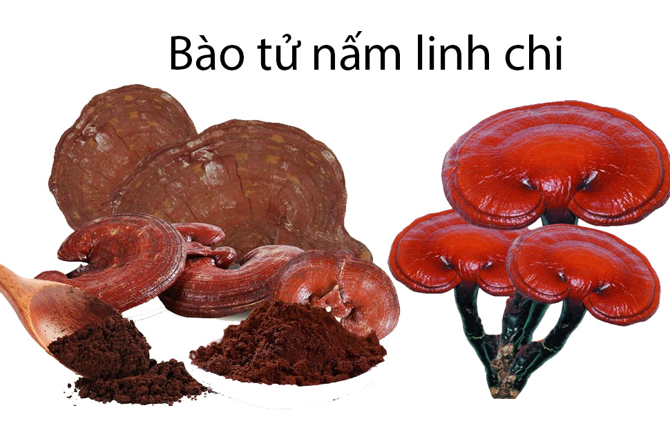 Nấm Linh chi