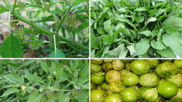 Cây thù lu cạnh hay cây lồng đèn