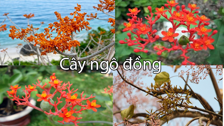 Cây sen núi