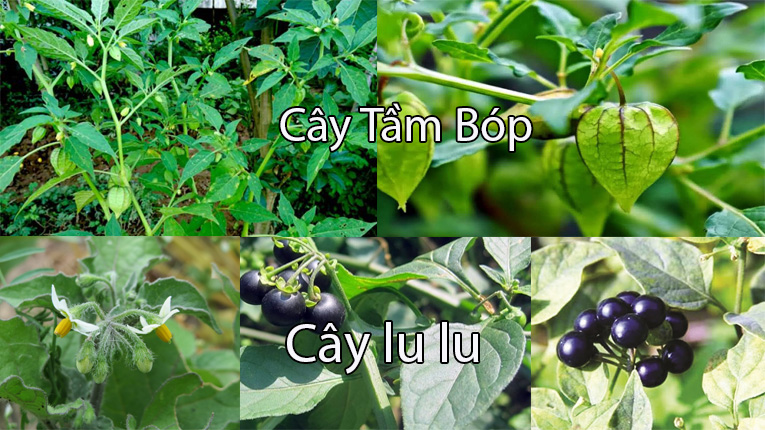 Phân biệt cây tầm bóp và cây lu lu