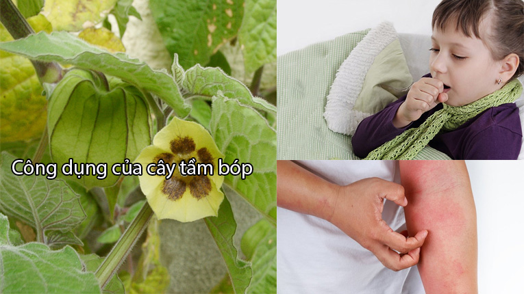 Công dụng của cây lồng đèn