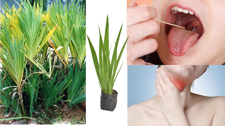 Tác dụng chữa bệnh viêm họng
