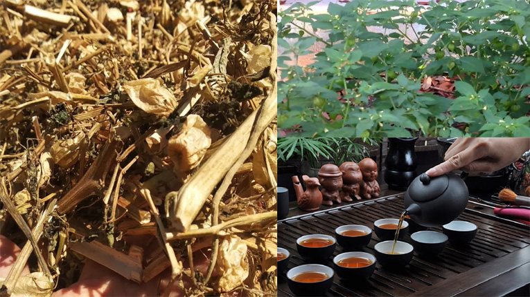 cách sử dụng cây lồng đèn