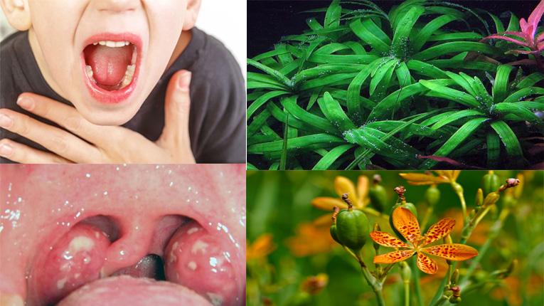 Tác dụng chữa bệnh viêm họng hạt