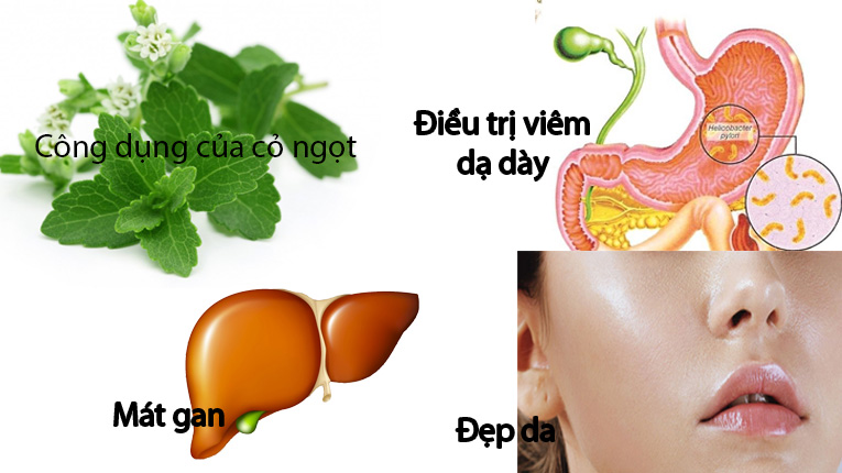 Công dụng của cỏ ngọt