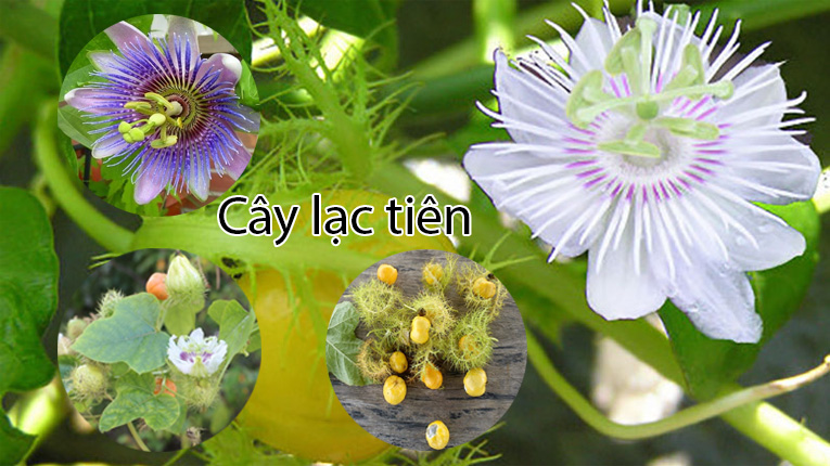Cây nhãn lồng
