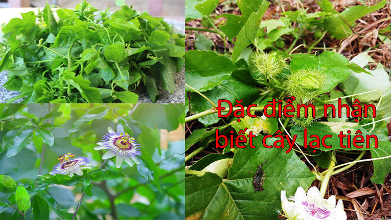Đặc điểm nhận biết cây nhãn lồng