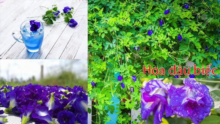 Hoa đậu biếc là gì?
