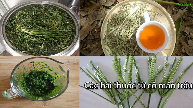 Các bài thuốc từ cỏ mần trầu