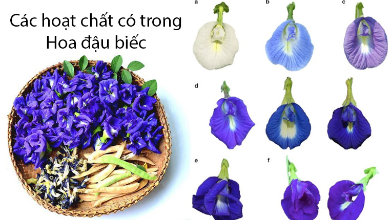 Các hoạt chất có trong hoa đậu biếc