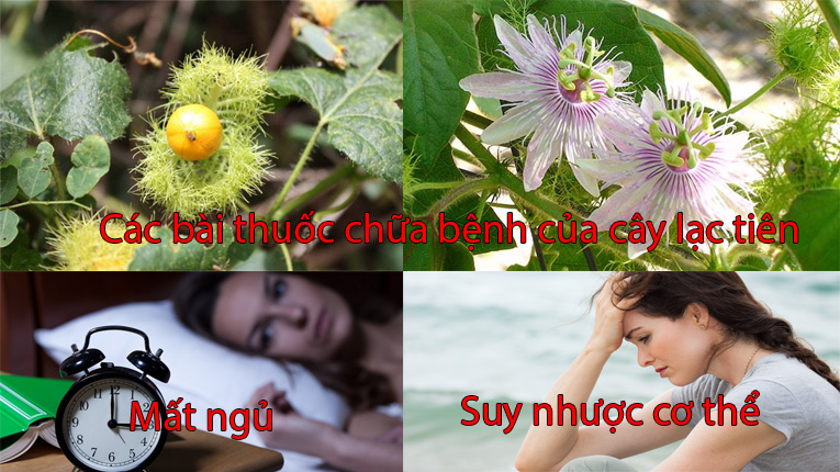 Các bài thuốc chữa bệnh của cây nhãn lồng