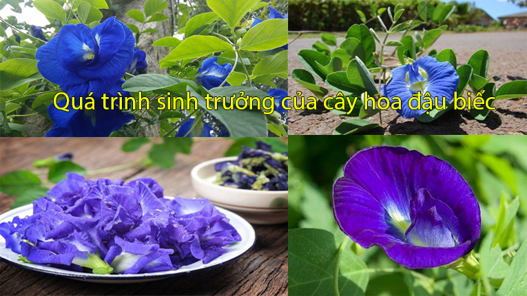 Quá trình sinh trưởng của cây bông biếc