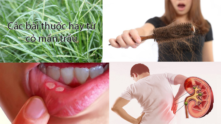 Các bài thuốc hay từ cỏ mần trầu