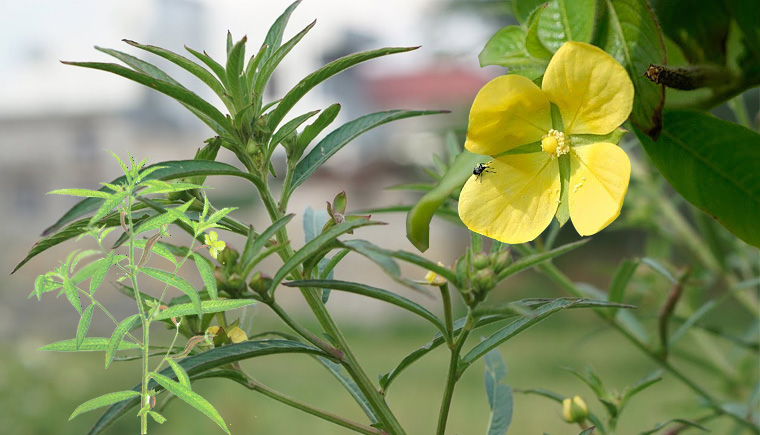Cây rau mương