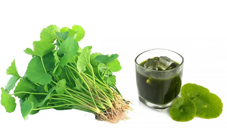 Mô tả đặc điểm cây