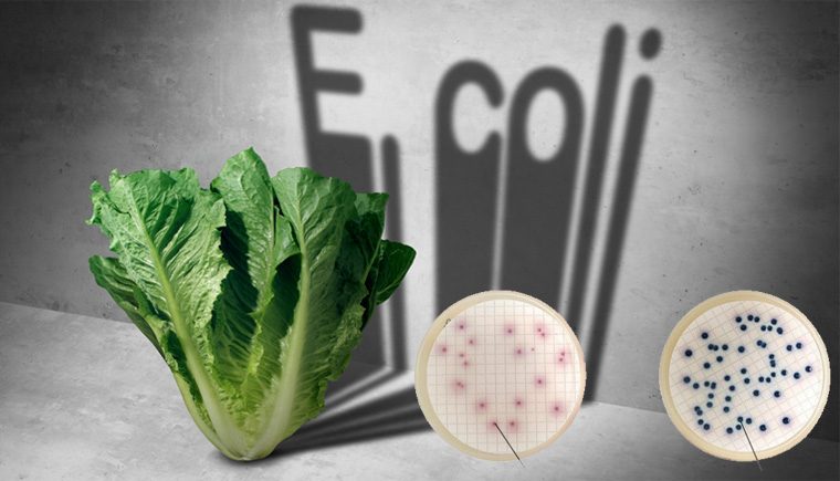 Phân loại vi khuẩn Coliform