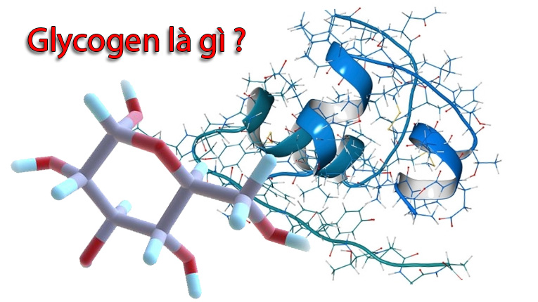 Glycogen là gì ?