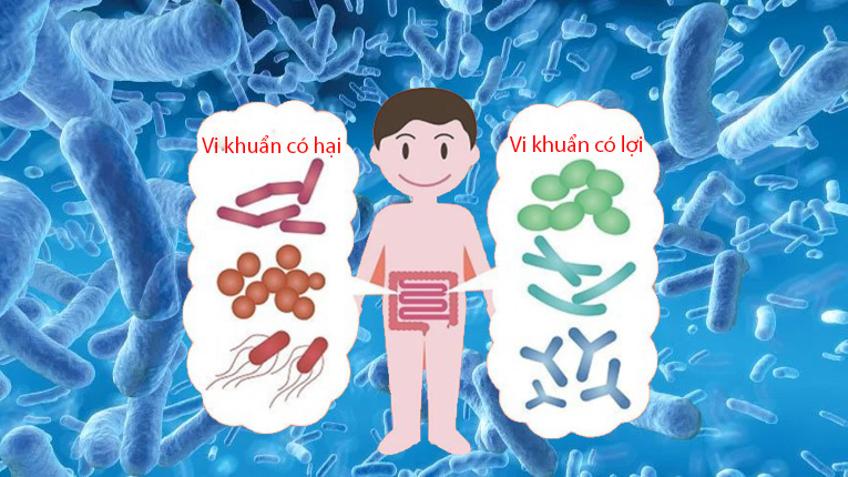 Lactobacillus là gì?