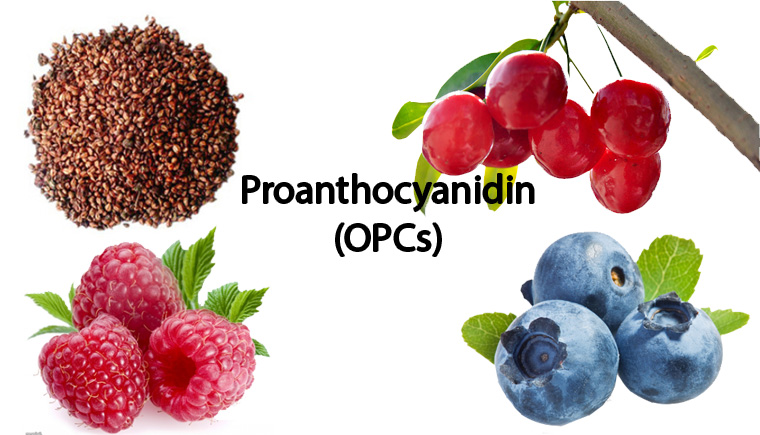 Vai trò Proanthocyanidin (OPCs) đối với sức khỏe