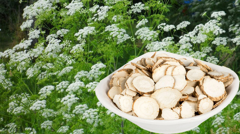 Bạch chỉ là gì?