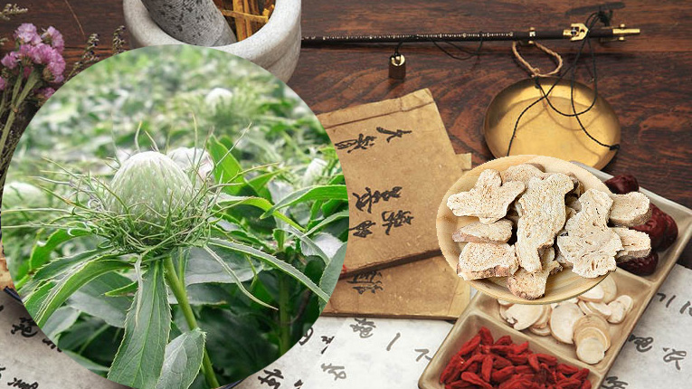 Bạch truật có tác dụng gì?