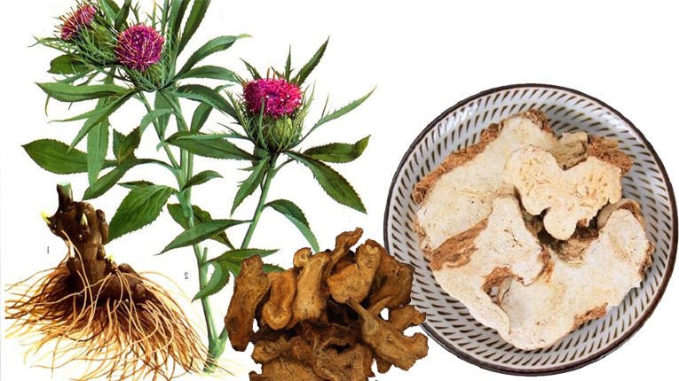 Bạch truật là gì?