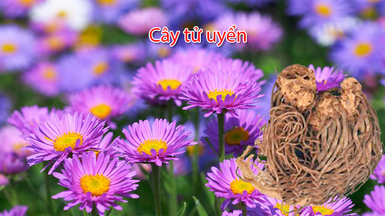 Cây tử uyển là gì?