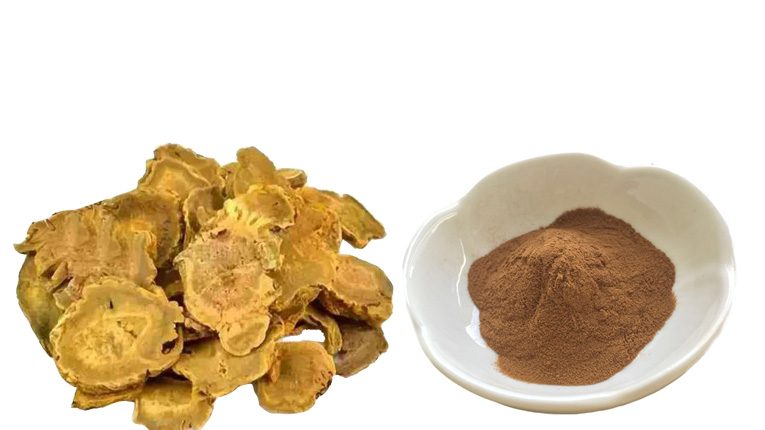 Mô tả đặc điểm cây đại hoàng