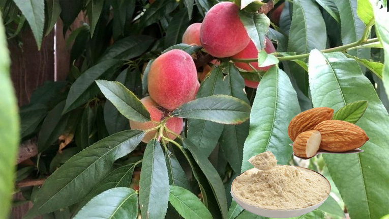 Những bài thuốc từ đào nhân