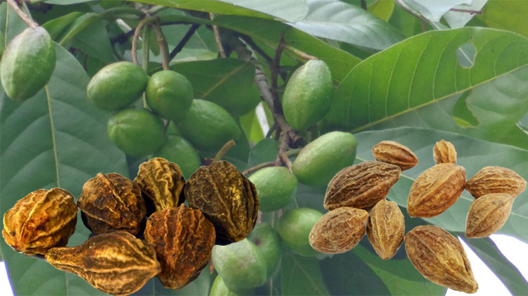 Tác dụng của kha tử đối với sức khỏe