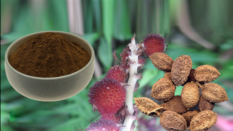 Tác dụng dược lý của sa nhân