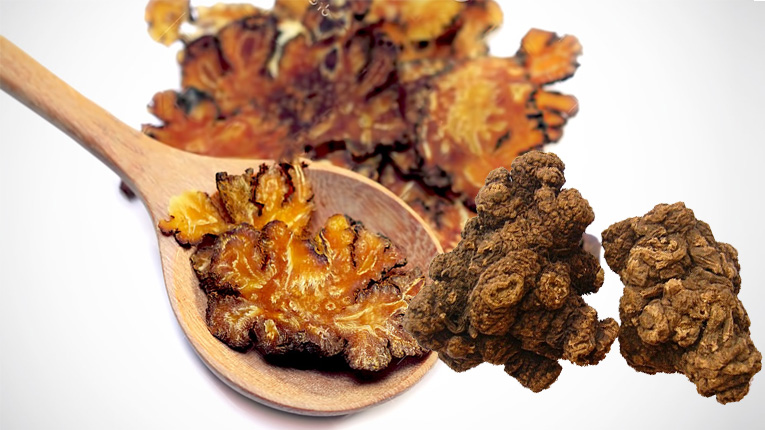 Tác dụng dược lý của xuyên khung