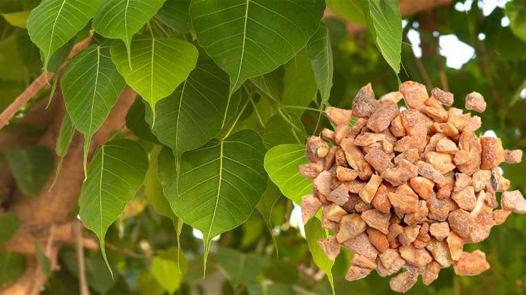 Cánh kiến trắng có tác dụng gì?