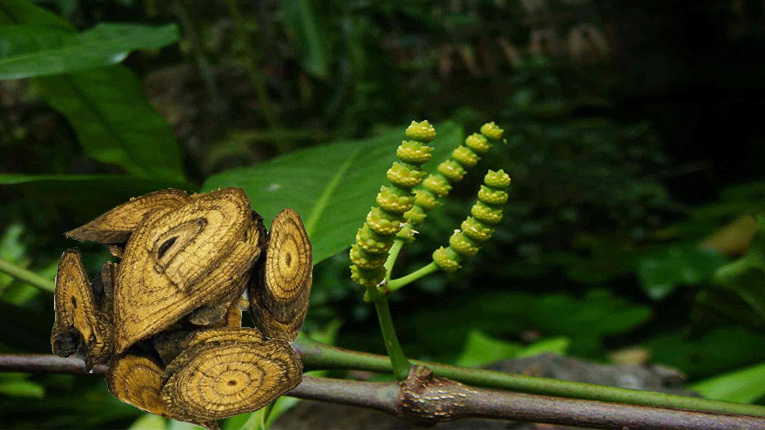 Dây gắm có tác dụng gì?