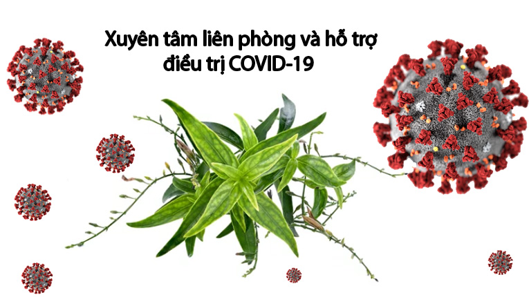 xuyên tâm liên trị covid